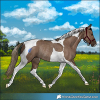 Horse Color:Liver Red Dun Tobiano Rabicano