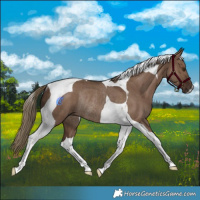 Horse Color:Liver Red Dun Tobiano Rabicano 