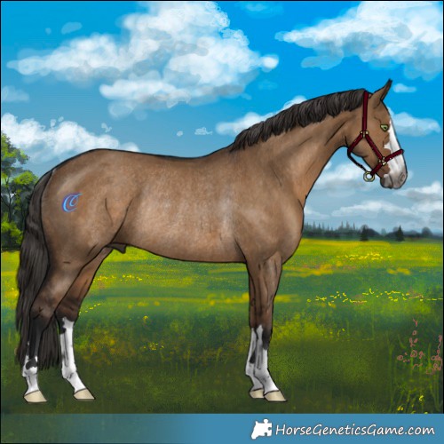 Horse Color:Gray Liver Red Dun Rabicano 