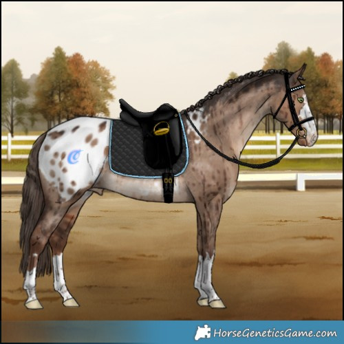 Horse Color:Liver Red Dun Varnish Rabicano Brindle 