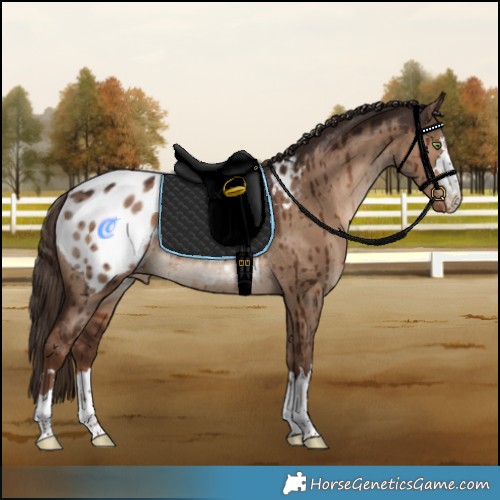 Horse Color:Liver Red Dun Appaloosa Rabicano Brindle