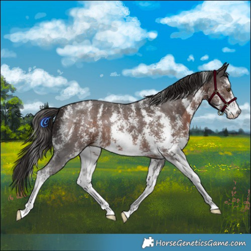 Horse Color:Liver Chestnut Sabino