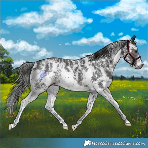 Horse Color:Gray Black Mushroom Sabino 