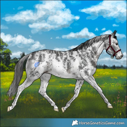 Horse Color:Gray Black Mushroom Sabino 