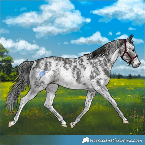 Horse Color:Gray Black Mushroom Sabino