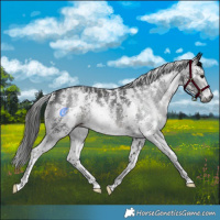 Horse Color:Gray Black Mushroom Sabino