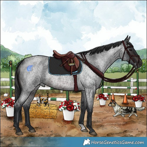Horse Color:Brown Roan Rabicano 