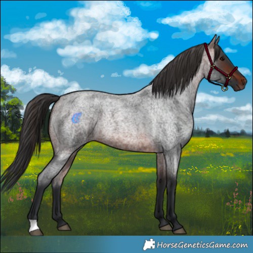 Horse Color:Brown Roan Rabicano 
