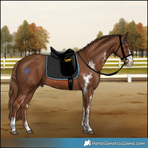 Horse Color:Chestnut Sabino 
