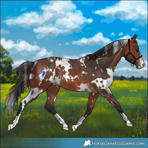 Horse Color:White Spotted Bay Rabicano