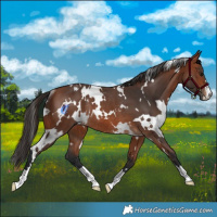 Horse Color:White Spotted Bay Rabicano 