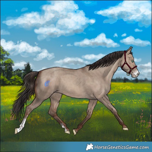 Horse Color:Sable Champagne Dun Sabino