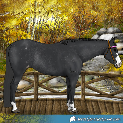 Horse Color:Black Appaloosa Rabicano 