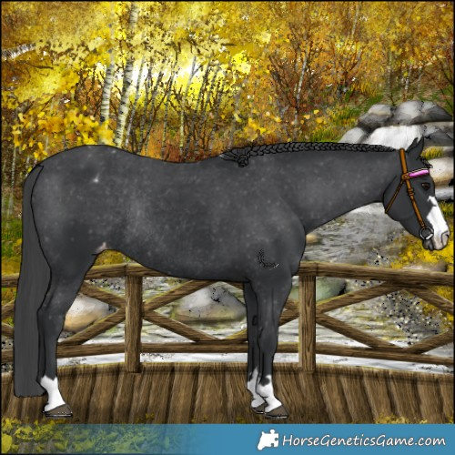 Horse Color:Black Varnish Rabicano 