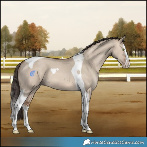 Horse Color:Sable Champagne Dun Splash Tobiano