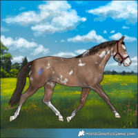 Horse Color:White Spotted Sable Champagne Sabino 