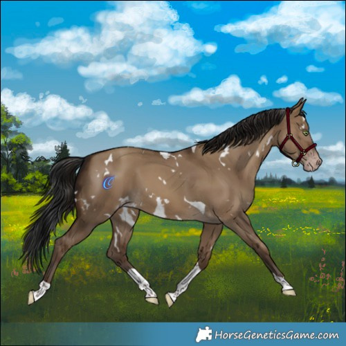 Horse Color:Gray White Spotted Sable Champagne Dun Tobiano 
