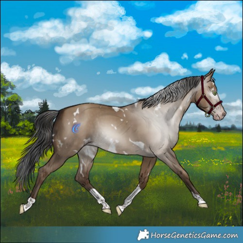 Horse Color:Gray White Spotted Sable Champagne Dun Tobiano 