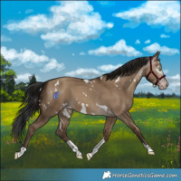 Horse Color:Gray White Spotted Sable Champagne Dun Tobiano 
