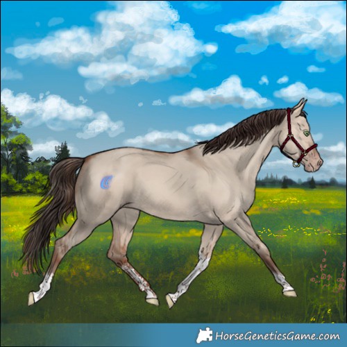 Horse Color:Sable Champagne Dun Sabino Tobiano