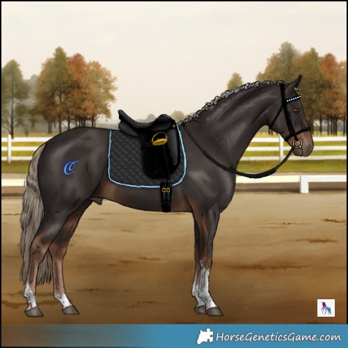 Horse Color:Liver Chestnut Tobiano 