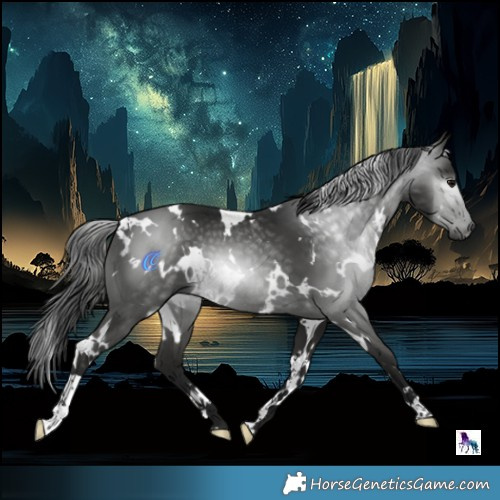 Horse Color:Gray White Spotted Black 