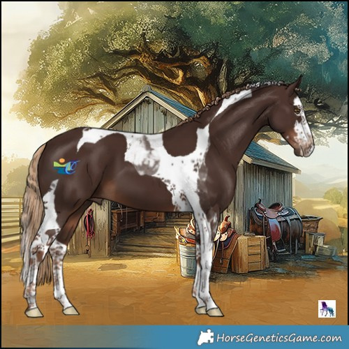 Horse Color:Liver Chestnut Splash Tobiano 