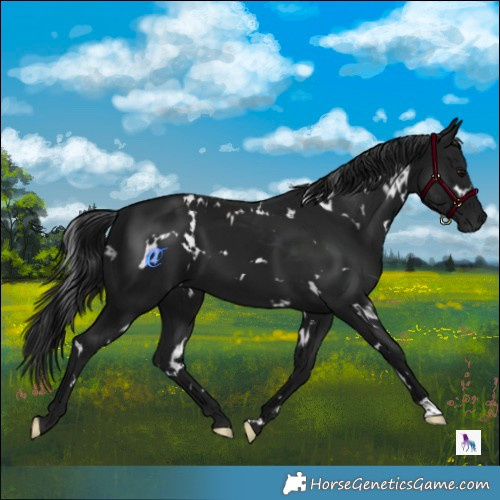 Horse Color:Gray White Spotted Black 