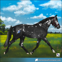 Horse Color:Gray White Spotted Black