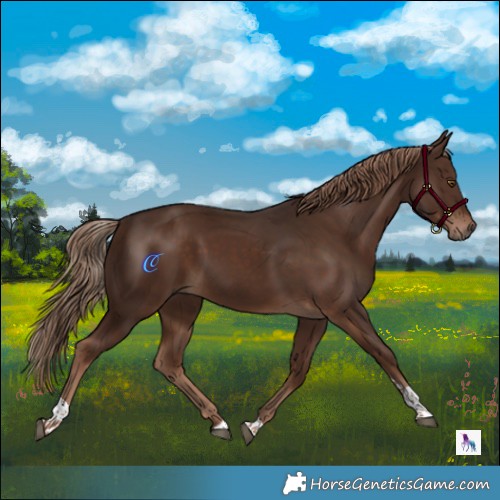 Horse Color:Liver Chestnut Tobiano 