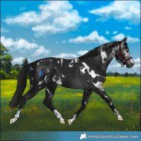 Horse Color:Gray White Spotted Black 