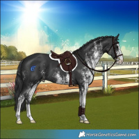 Horse Color:White Spotted Black