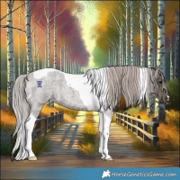 Horse Color:Silver Blue Roan Tobiano 