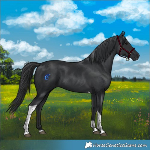 Horse Color:Black Tobiano