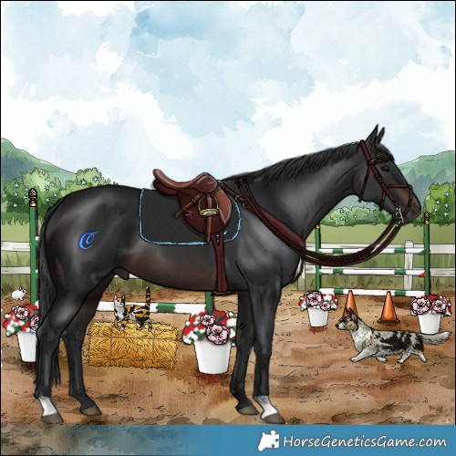 Horse Color:Brown 