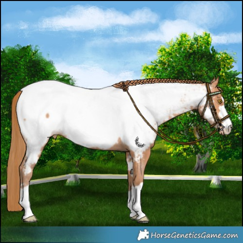 Horse Color:Bay Pearl Near Fewspot 