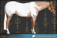 Horse Color:Chocolate Silver Brown Roan Pearl Snowcap Rabicano 