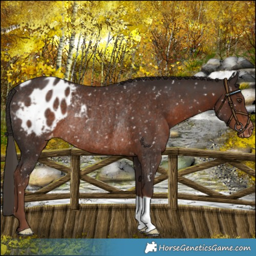 Horse Color:Liver Chestnut Blanket Rabicano 