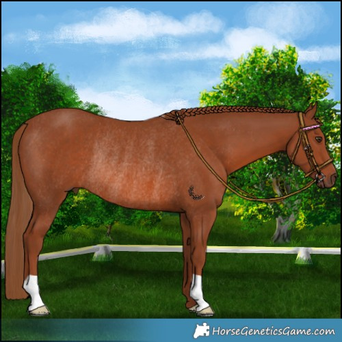 Horse Color:Chestnut Rabicano 