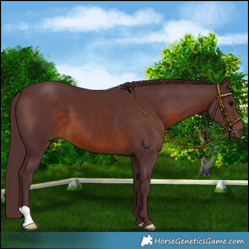 Horse Color:Chocolate Brown 