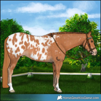 Horse Color:Chestnut Blanket Rabicano 