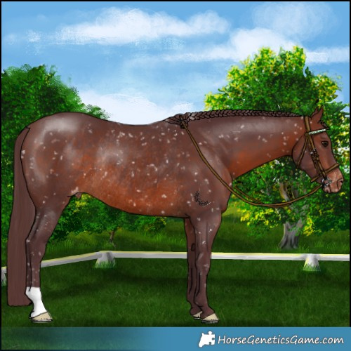 Horse Color:Chocolate Brown Snowflake Varnish Rabicano 