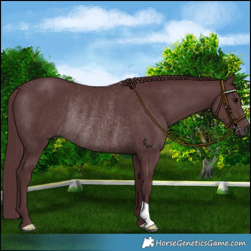 Horse Color:Chocolate Black Rabicano