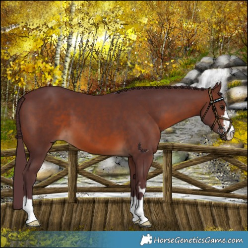 Horse Color:Chocolate Brown 