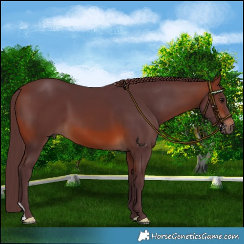 Horse Color:Chocolate Brown 
