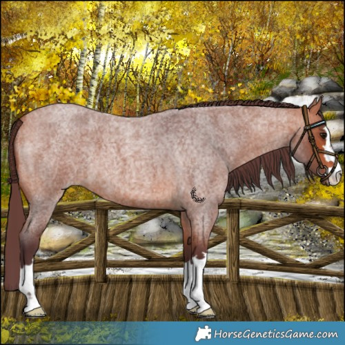 Horse Color:Chocolate Bay Roan 