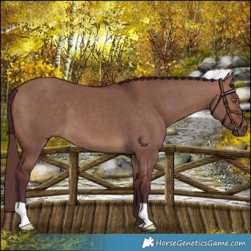 Horse Color:Chocolate Brown Dun 