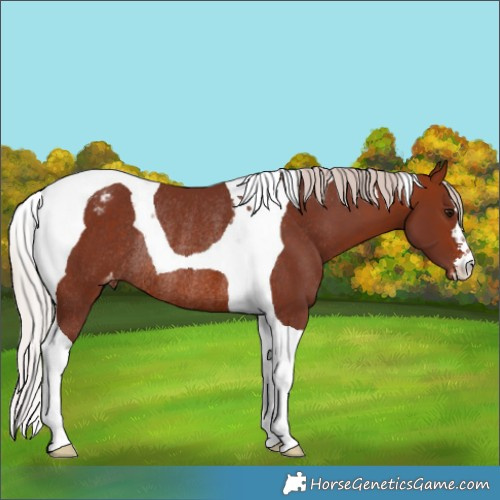 Horse Color:Chocolate Silver Bay Tobiano Appaloosa Rabicano 