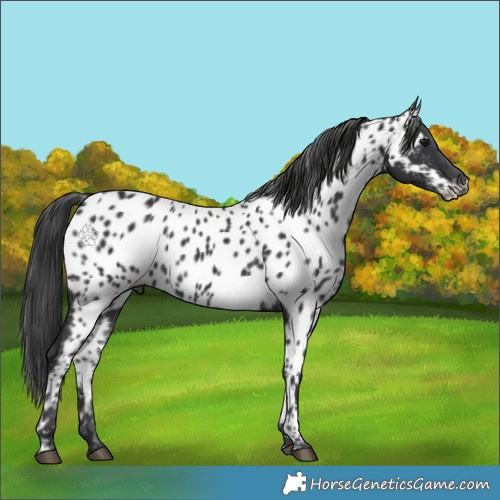 Horse Color:Black Near Leopard 