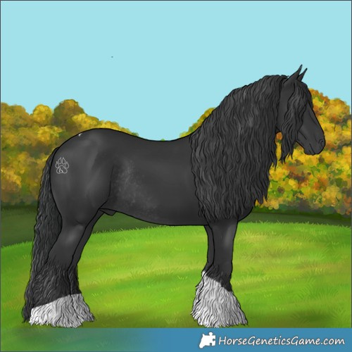 Horse Color:Black Tobiano Rabicano 